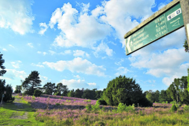 Seit der Heidschnuckenweg bundesweit beworben wird, zieht es noch mehr Touristen in die Heide im Büsenbachtal