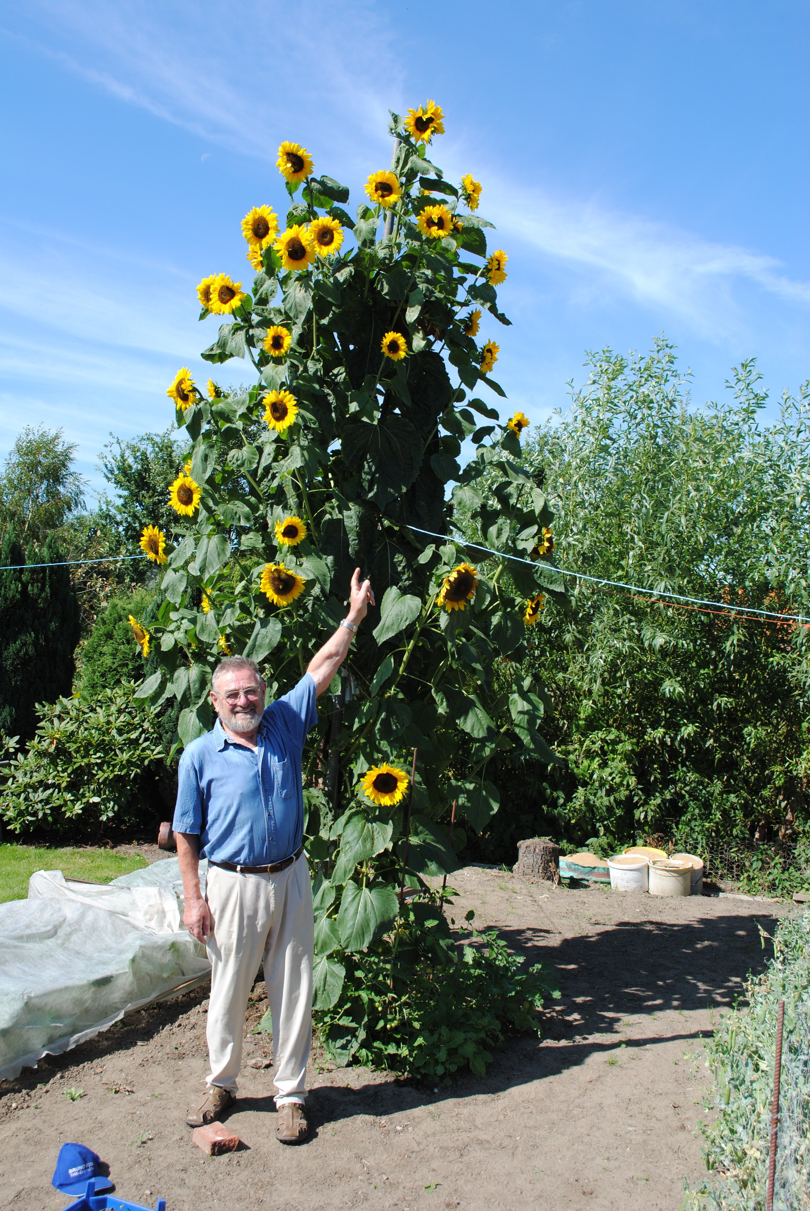 "Da ist das Wunderding gewachsen": Heinz Voigt vor seiner Vier-Meter-Sonnenblume