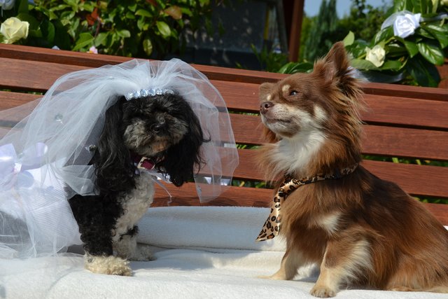 Ein süßes Paar: Bolonka-Hündin "Püppi" und Chihuahua-Rüde "Clarence"
