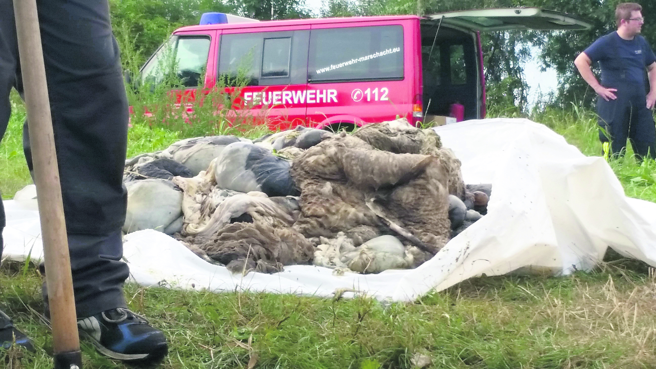 Diesen Haufen Schlachtabfälle fischte die Feuerwehr aus dem Fluss
