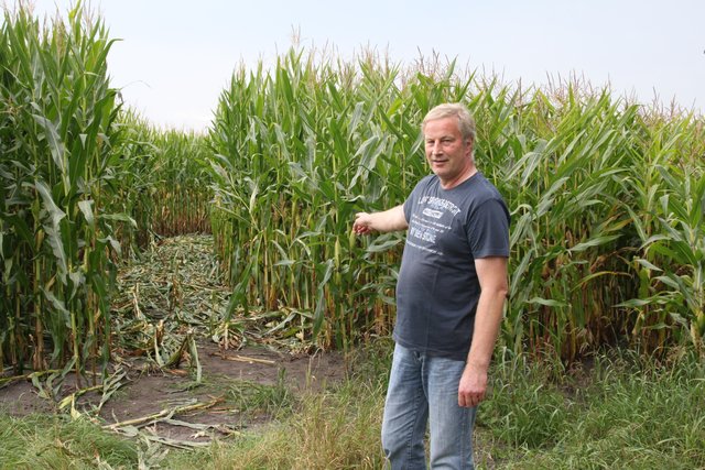 "So etwas gehört sich nicht": Landwirt Jürgen Gooßen zeigt die plattgewalzten Maispflanzen