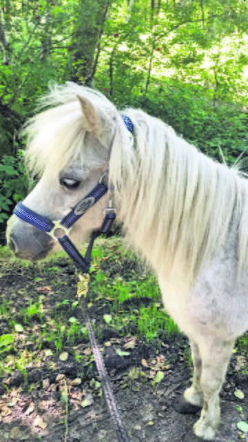 Pony "Charly" wurde nur 14 Jahre alt