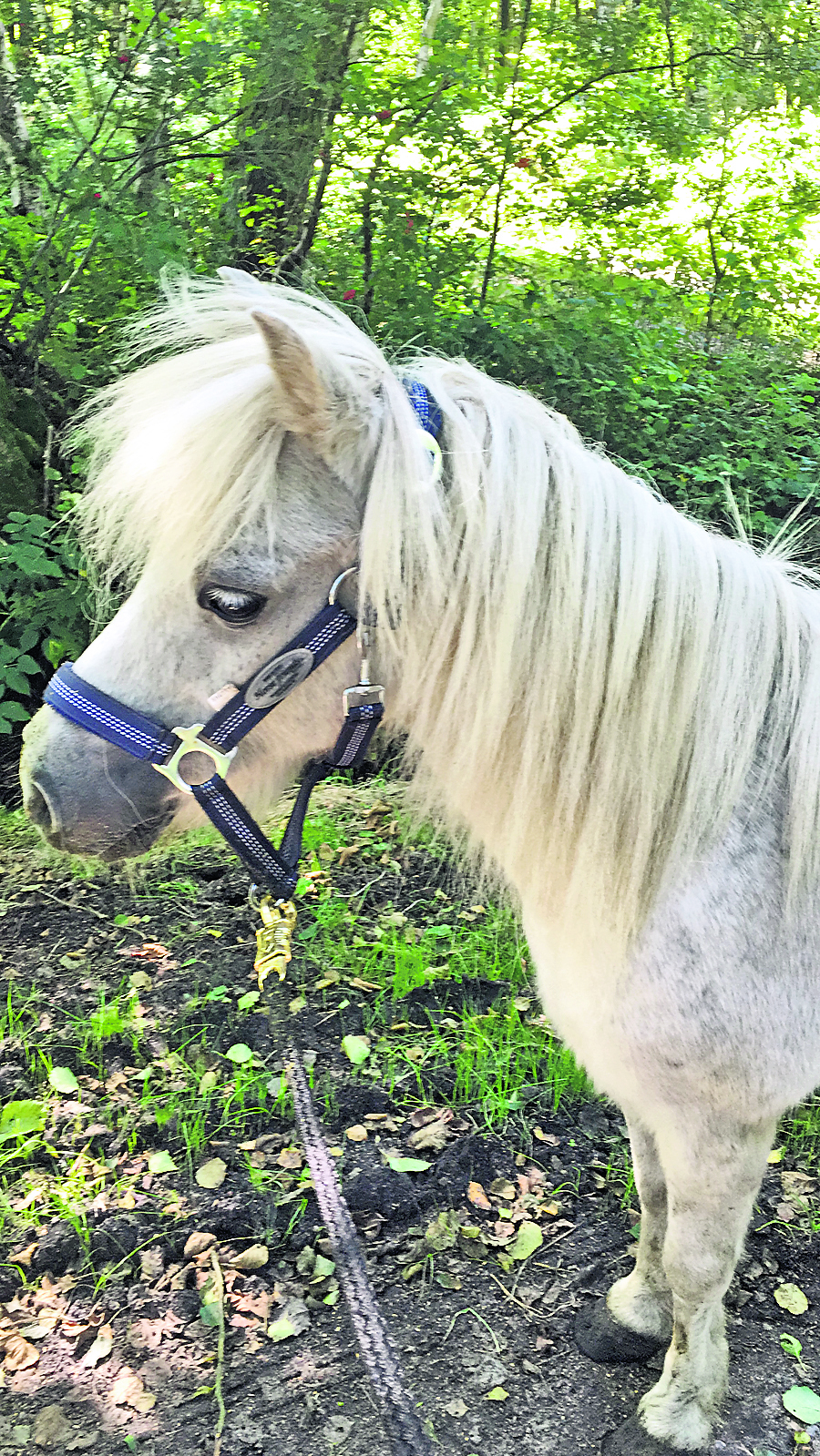 Pony "Charly" wurde nur 14 Jahre alt
