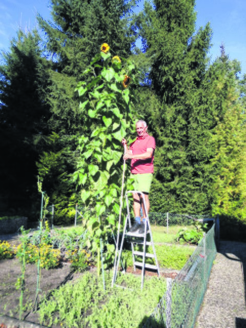 Dieses 3,90 Meter hohe Prachtexemplar steht bei Dieter Schönherr in 
Ottermoor in Garten | Foto: privat