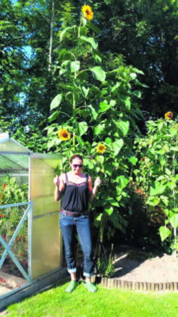 Sonja Luhm aus Marschacht findet die gelben Blumen klasse, ihre Pflanze kommt auf 3,90 Meter | Foto: privat