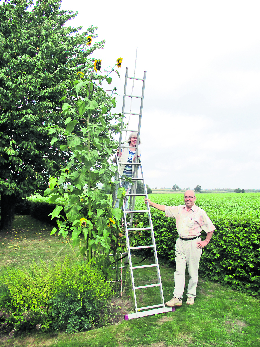Das ist der Sieger: Die Sonnenblume von Hannelore und Hemut Büsch aus Buchholz misst 4,18 Meter