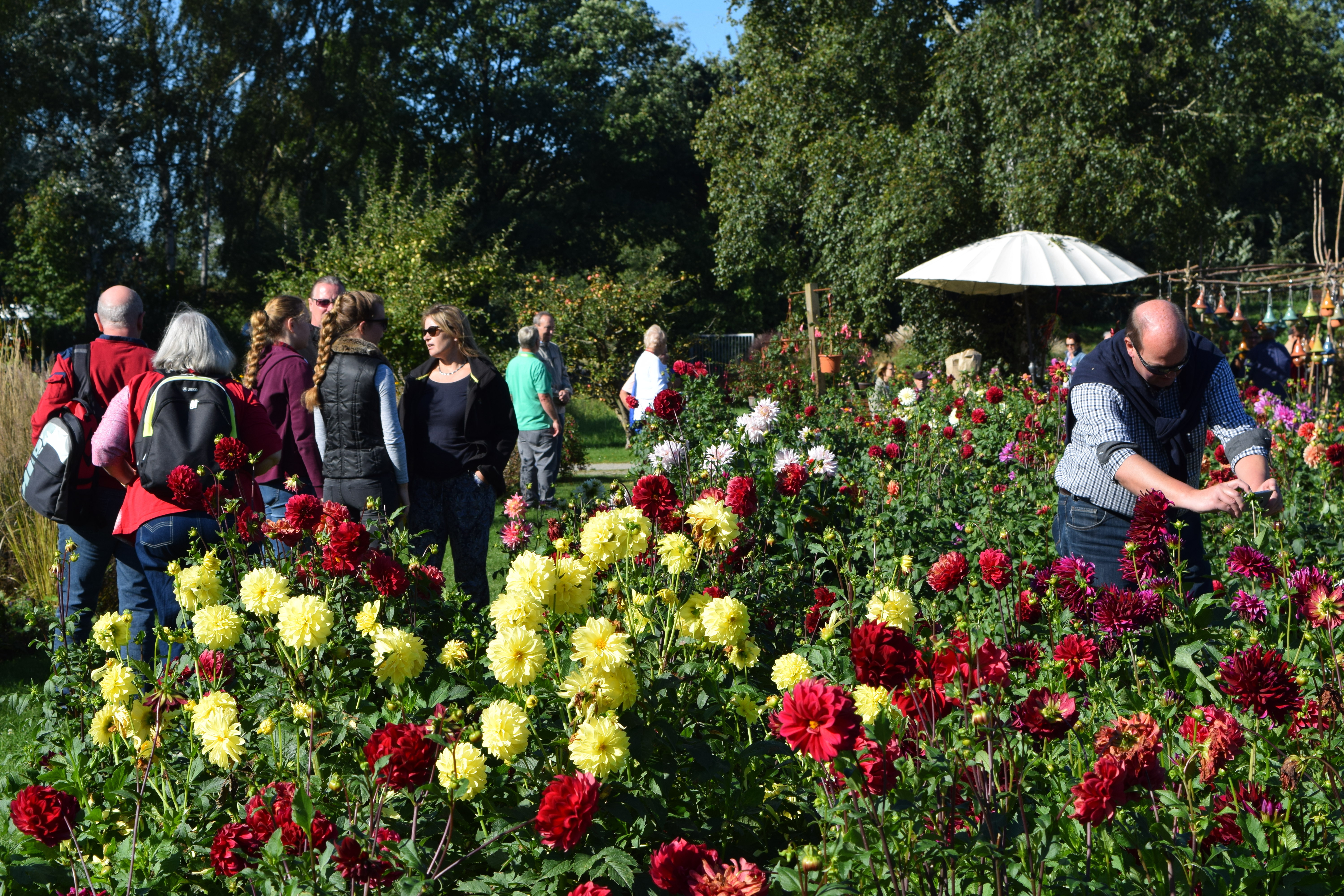 Dahlientag in Winsen: Bei bestem Wetter zeigten sich am vergangenen Sonntag die bunten Blüten im Eckermannpark in ihrer vollen Pracht