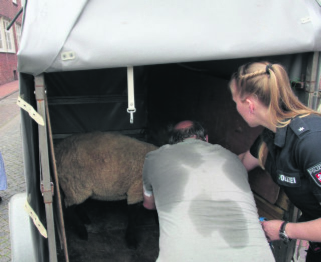 Das Schaf wurde auf einem Anhänger verladen