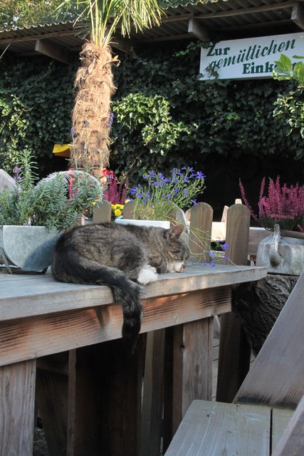 Dieser Katze und rund 340 weiteren Tieren bietet der Erlebnishof ein Zuhauses