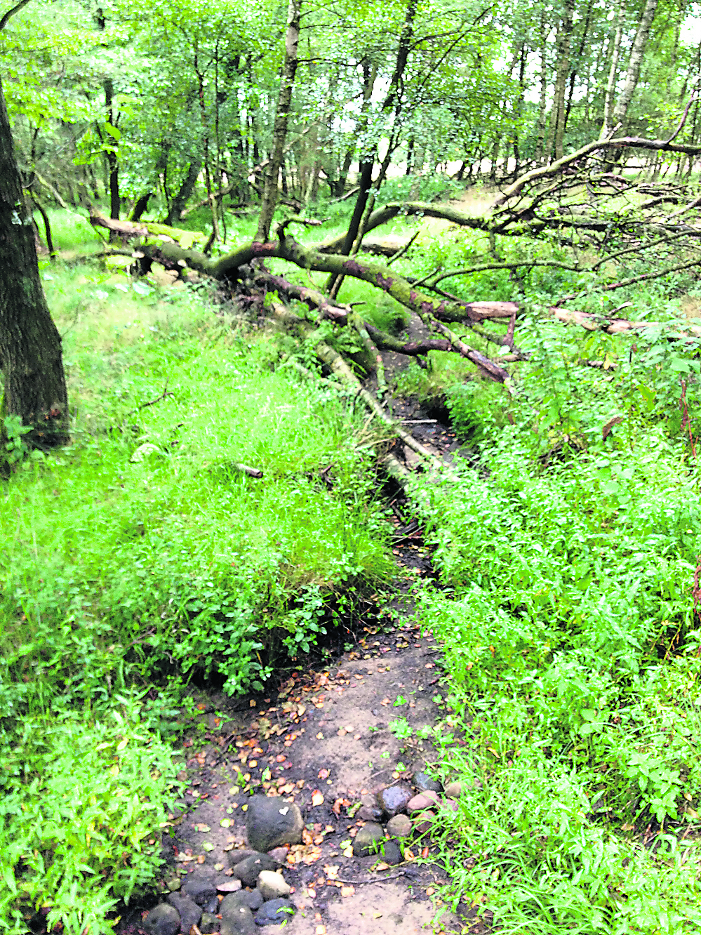 Trockengefallen: der Moorbach bei Wesel. Mittlerweile bestätigen Gutachten, dass die Heidewasserförderung die Ursache sein kann