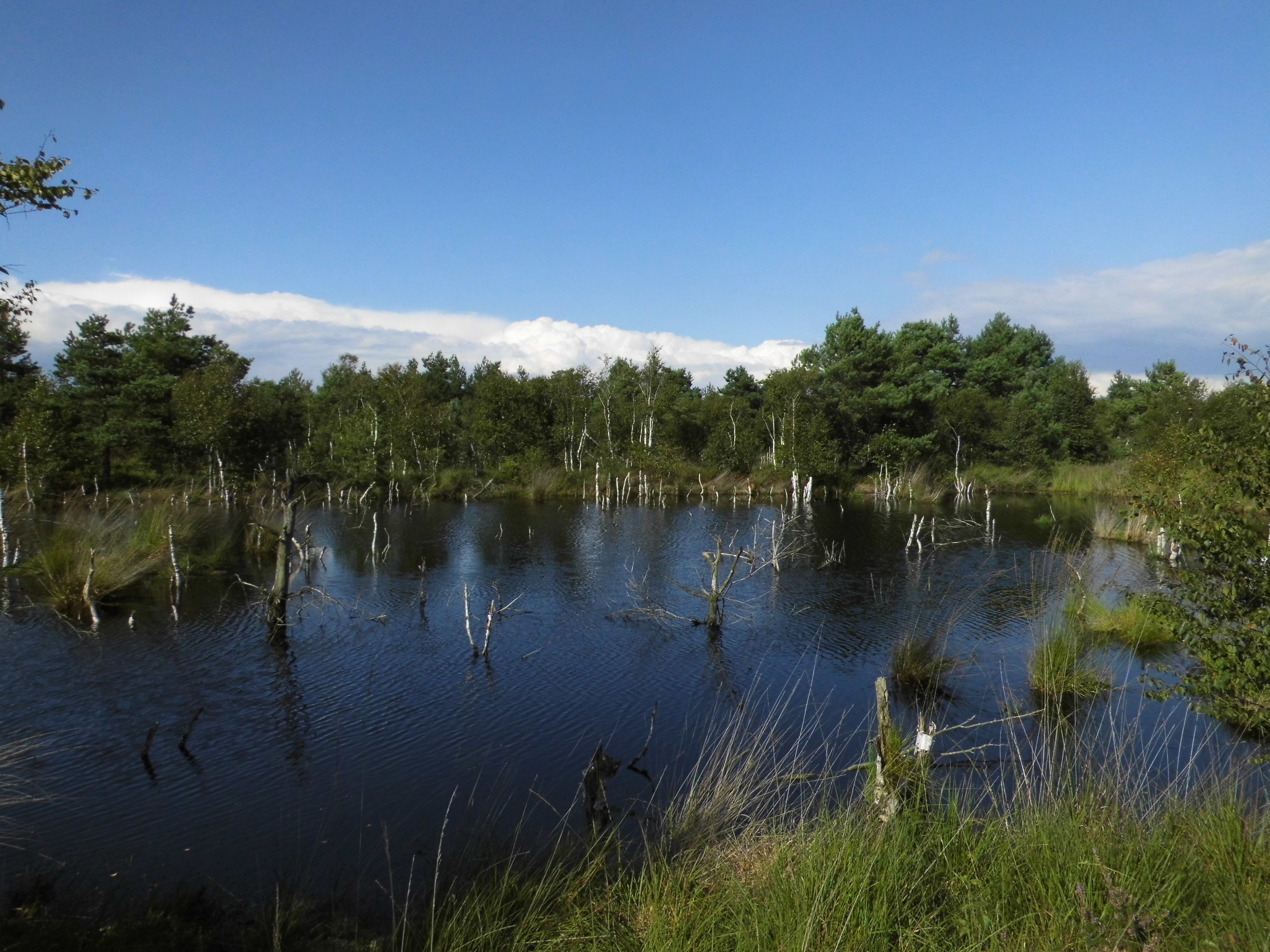 Das Hohe Moor in Oldendorf: Dort ist die Natur sich selbst überlassen. Außerhalb der Schutzzone ist ein Badesee angedacht
