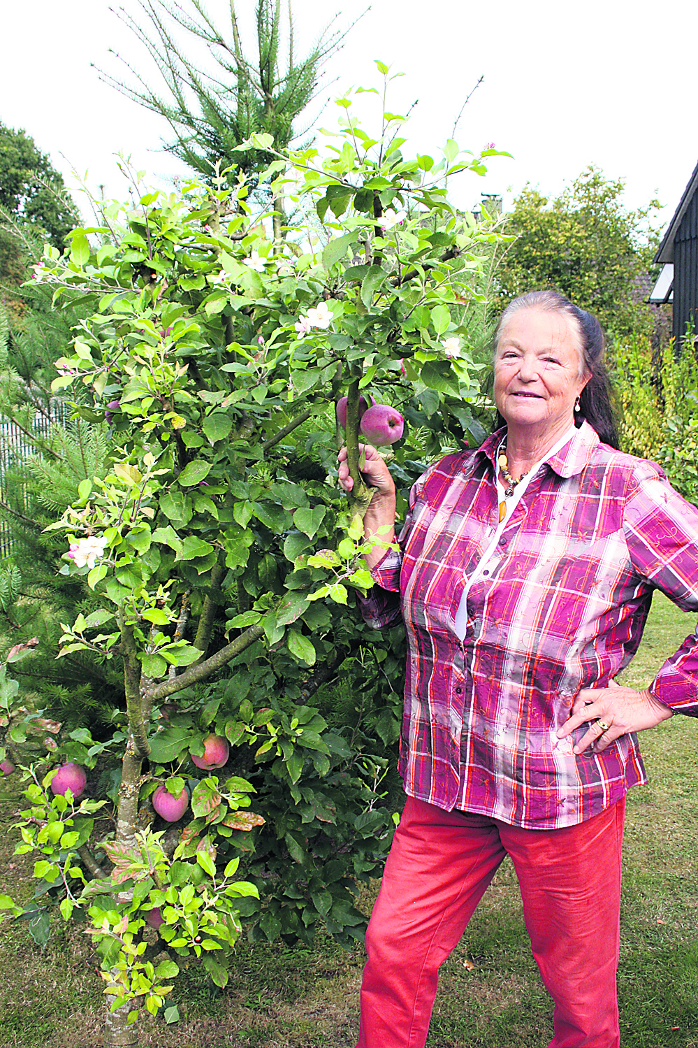 Christa Reuter vor ihrem blühenden und gleichzeitig tragenden Apfelbaum