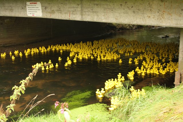 Kopf-an-Kopf-Rennen unter der Estebrücke