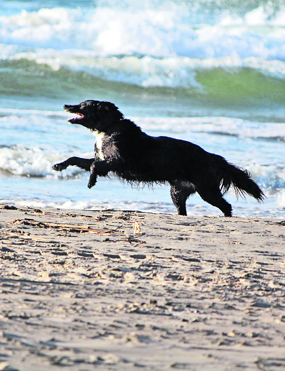 Wenn Hunde unterwegs sind, sollten sie auch ohne Leine aufs Wort gehorchen