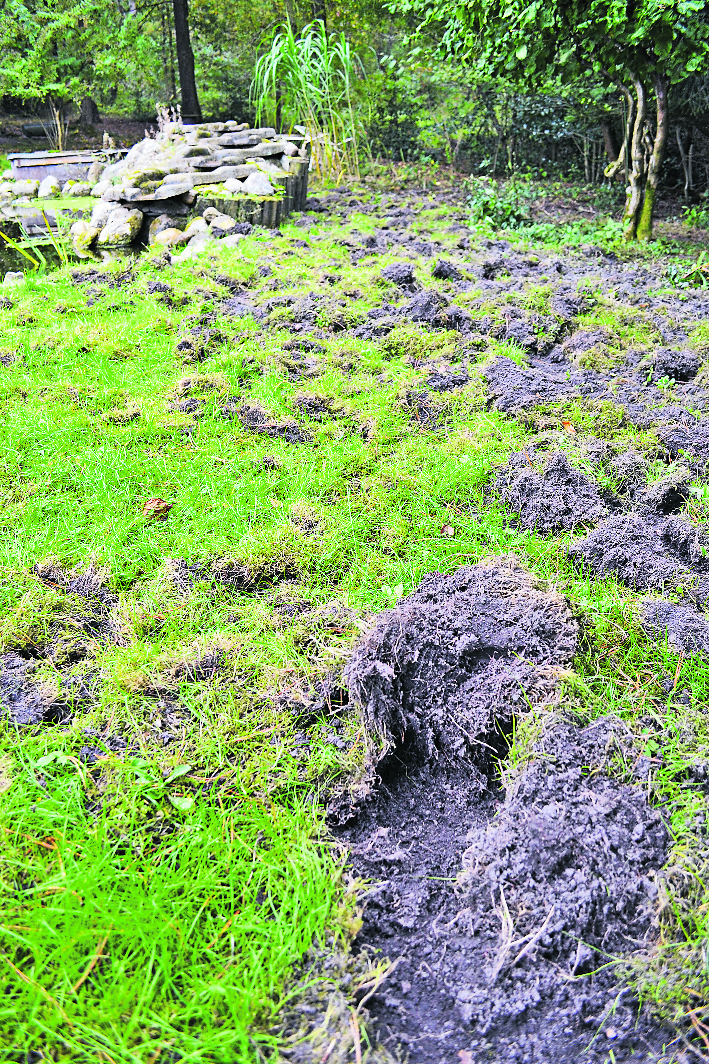 Auch den Weg im Garten der Reinkes haben die Schwarzkittel "umgegraben"