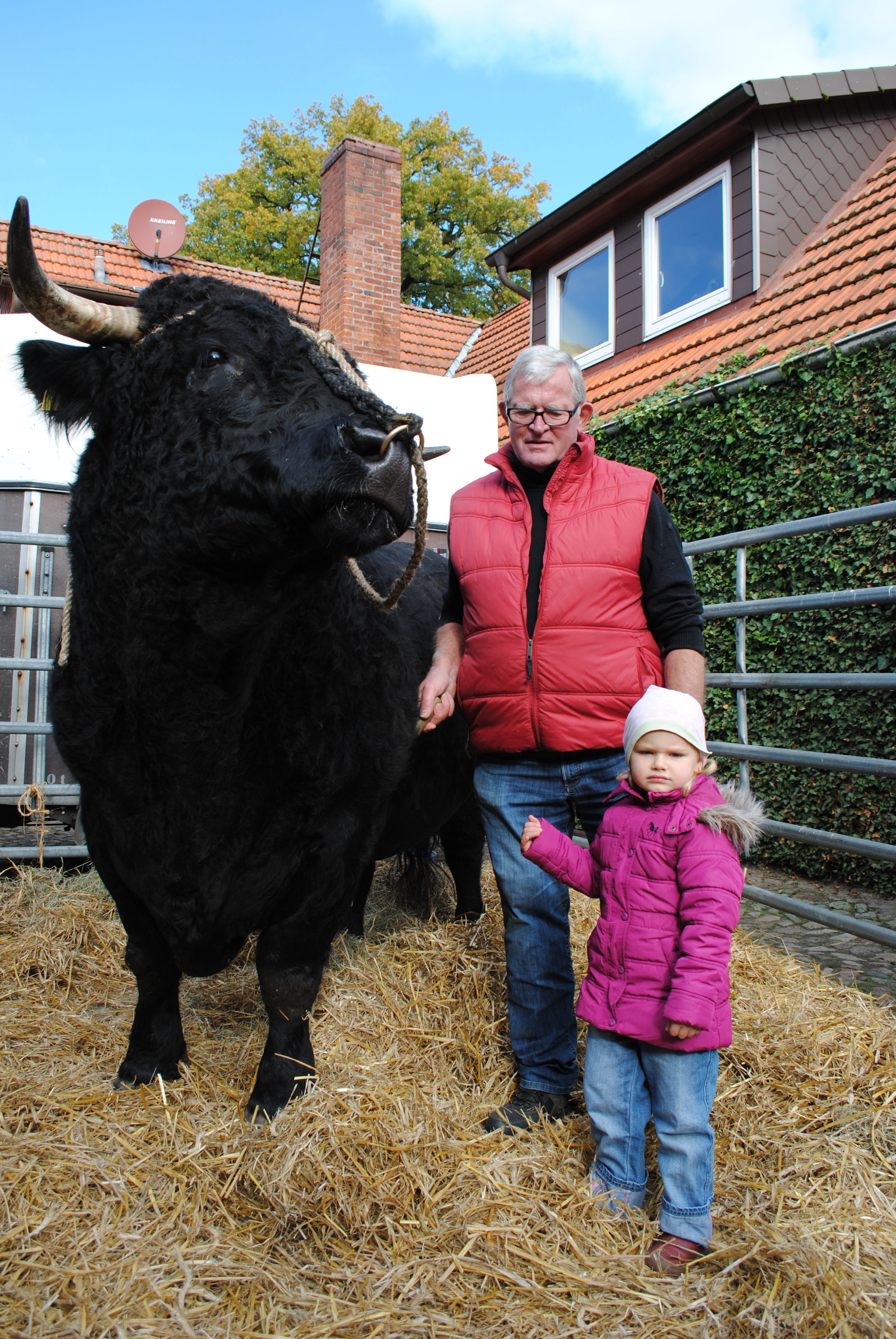 Lana (3) traute sich an den Bullen "Elton" von Bauer Hermann Maack heran