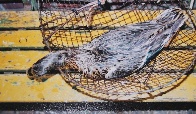 Diese tote Ente fischte Hans-Jürgen Berg mit einem Korb aus dem alten Hafen | Foto: Berg Privatarchiv