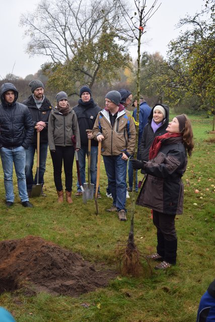 Pflanzung im Jubiläumsgehölz Oldendörpsfeld in Stelle