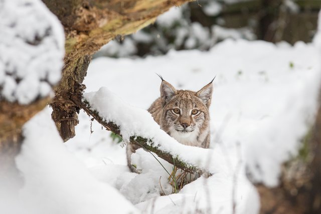 Luchs-Kater Legolas erlebt den ersten Winter seines Lebens im Wildpark Lüneburger Heide | Foto: Wildpark/Thomas Ix