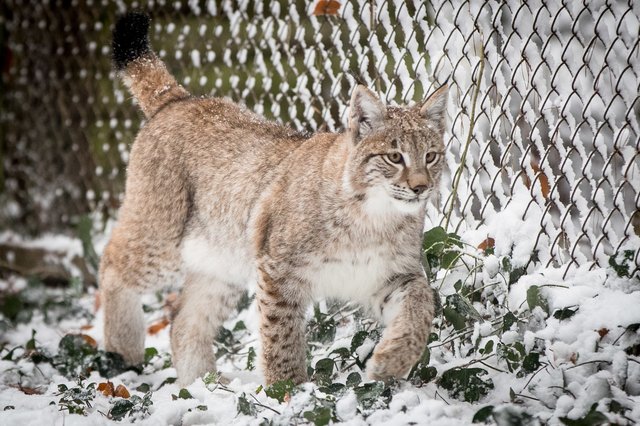Luchs-Katze Lupine: Die Pinselohren und der dicke, buschige Schwanz sind die Erkennungsmerkmale dieser Tierart | Foto: Wildpark/Thomas Ix