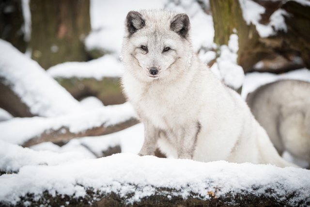 Der Polarfuchs ist mit seinem extrem dichten Fell absoluter Spezialist in Sachen Kälteschutz | Foto: Wildpark/Thomas Ix