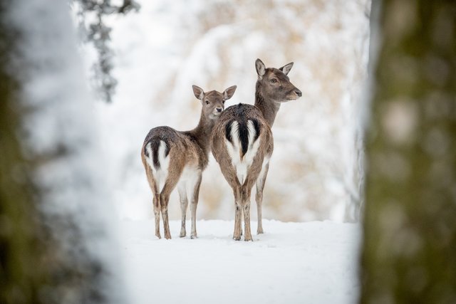 Das Damwild hat sein charakteristisches Winterkleid angelegt | Foto: Wildpark/Thomas Ix