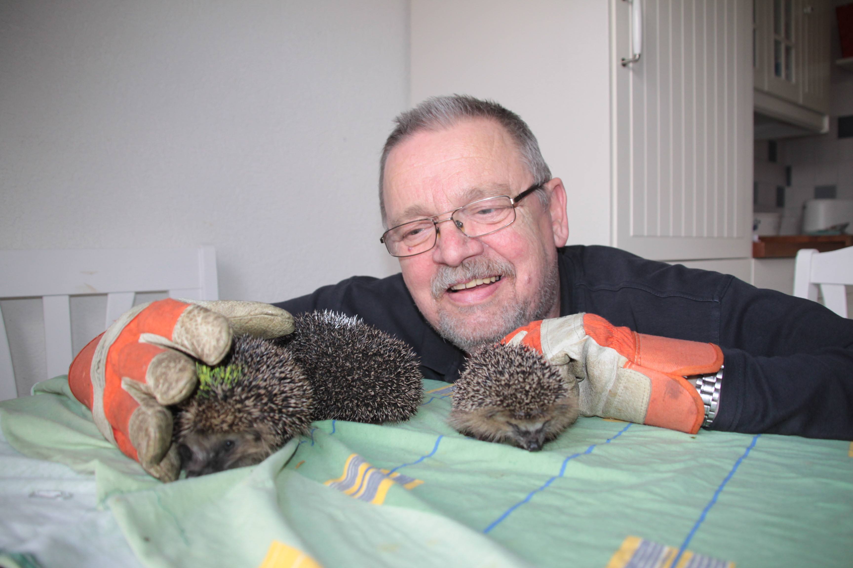 Igel-Papa Hans-Hermann Bredehorn mit drei seiner stacheligen Schützlinge