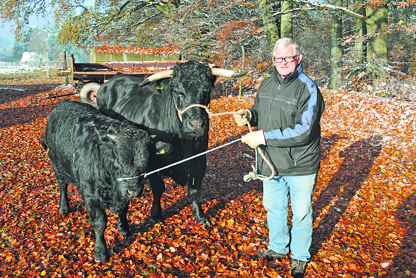 Die "Stars" der "Eurotier": Landwirt Hermann Maack mit Kuh "Agnes" und Kalb "Elron"