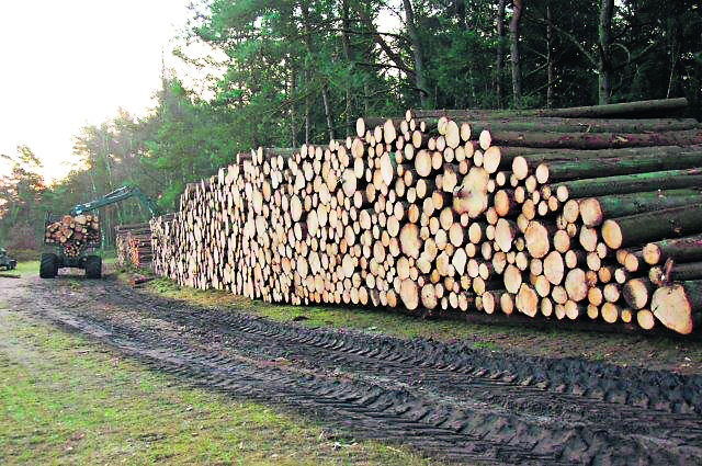 Eine riesige Menge Holz wurde nach den Baumfällungen am Wegesrand gelagert