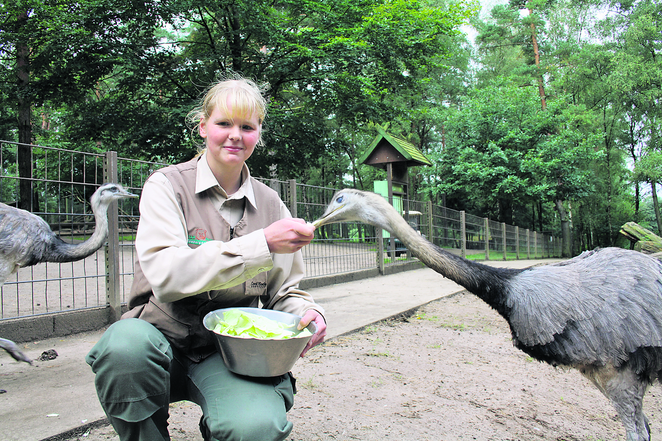 Alexandra Urban, Obertierpflegerin des Wildparks Lüneburger Heide, mit den Nandus, die jetzt ebenfalls in ihr Winterquartier umziehen mussten