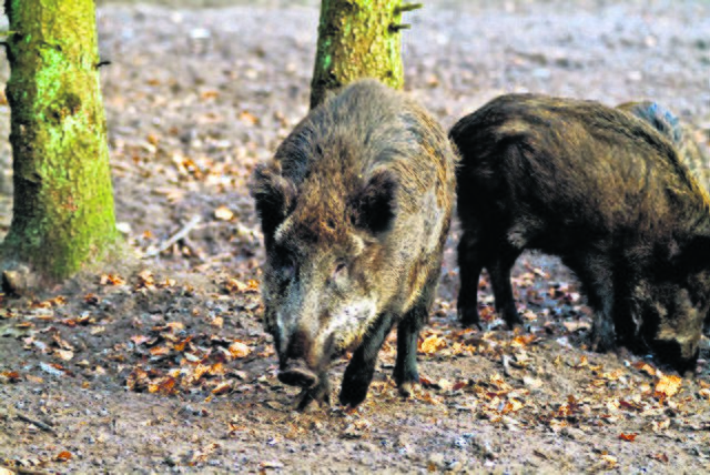 Jäger gehen in Wiepenkathen nun verstärkt auf Wildschwein-Jagd | Foto: Archiv