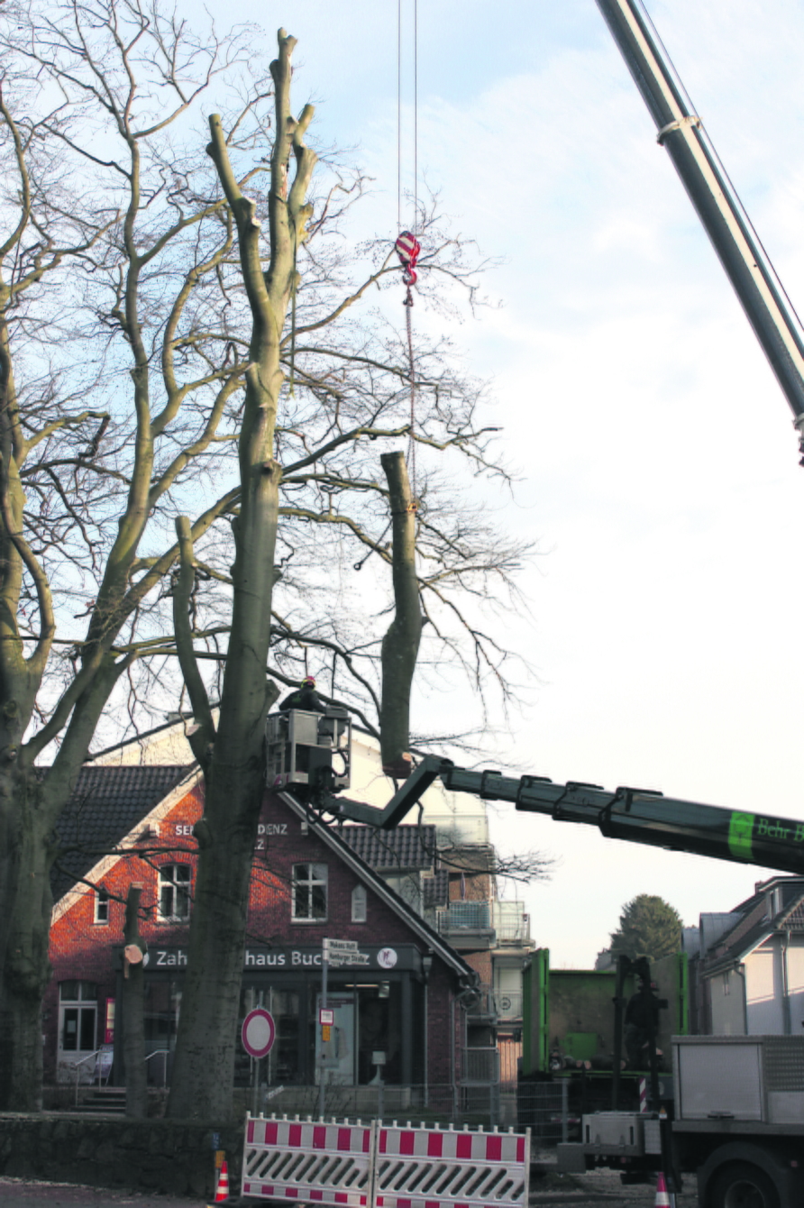 Die Rotbuche wurde am Mittwoch gefällt...