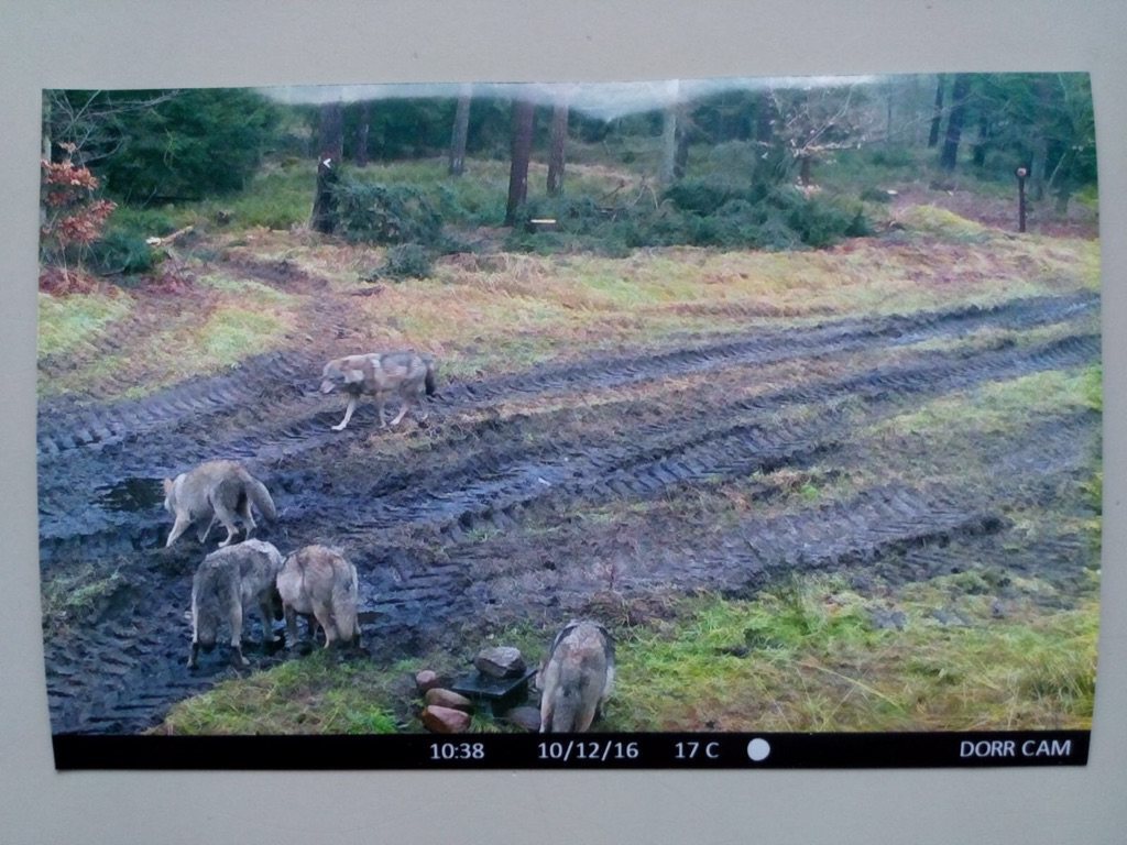 Ein Wolfsrudel bestehend aus fünf Tieren wurde jetzt auf dem Hanstedter „Töps“ fotografiert