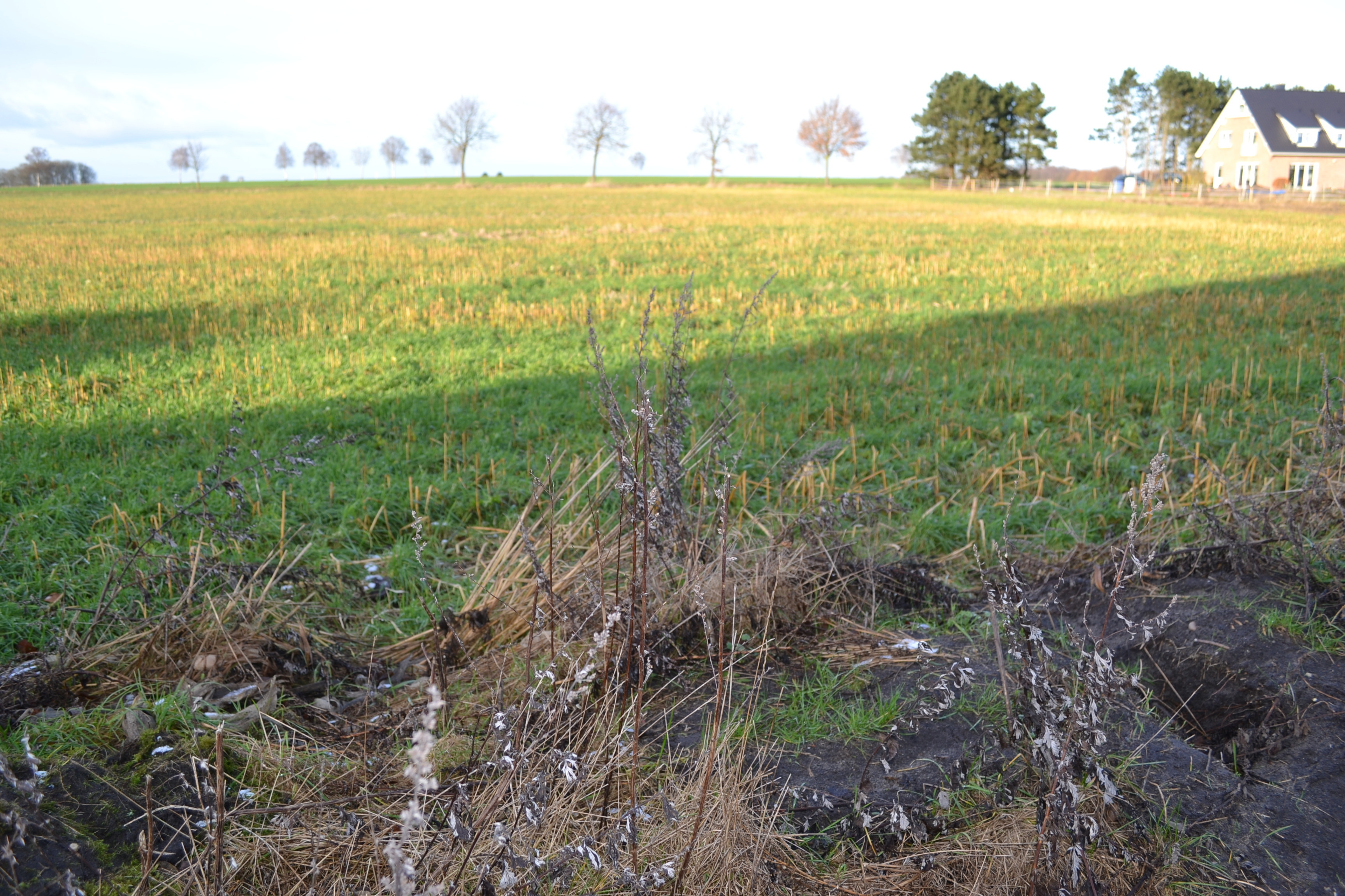 Blick vom Roggenkamp aus auf einen Teil der Fläche des neuen Baugebietes