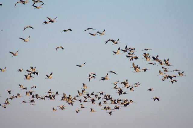 Der Kranichflug bei Königsmoor wird durch die Windkraftanlagen beeinträchtigt