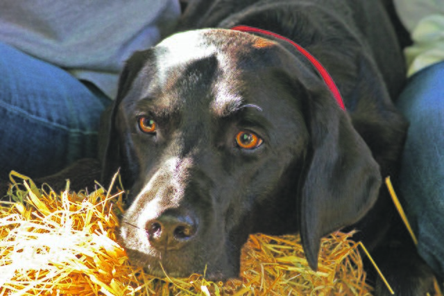 Ein kompetenter Mitarbeiter: Therapiehund Fiete