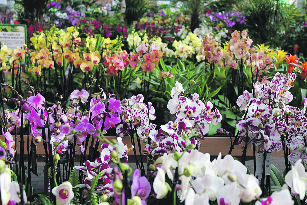 Es wird ein Meer an Orchideen wird gezeigt