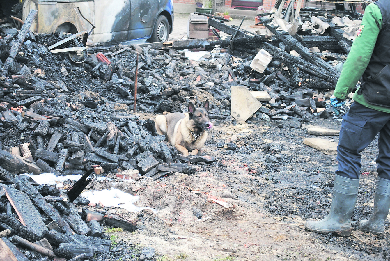 Der Hund liegt an der Stelle, an der er etwas erschnüffelt hat