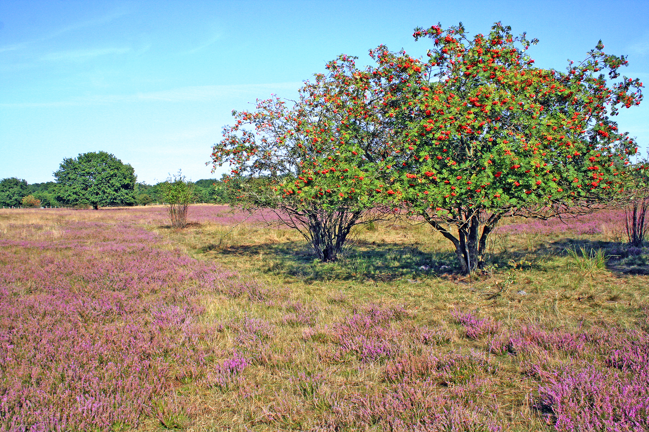 In der Barger Heide müssen Hunde an der Leine geführt werden