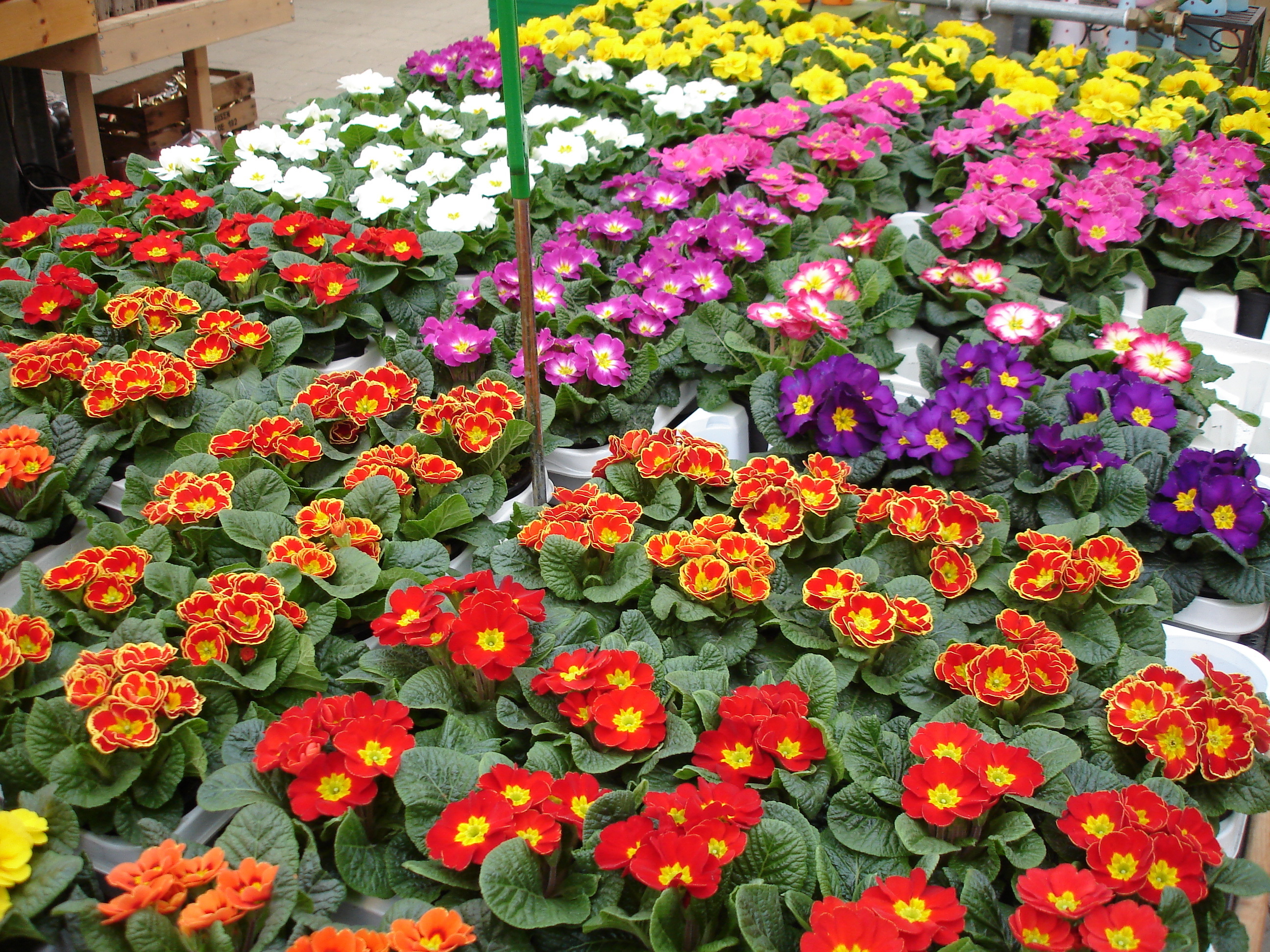 Vorfreude auf den Frühling: Bunte Primeln im Gartencenter Tobaben machen gute Laune
