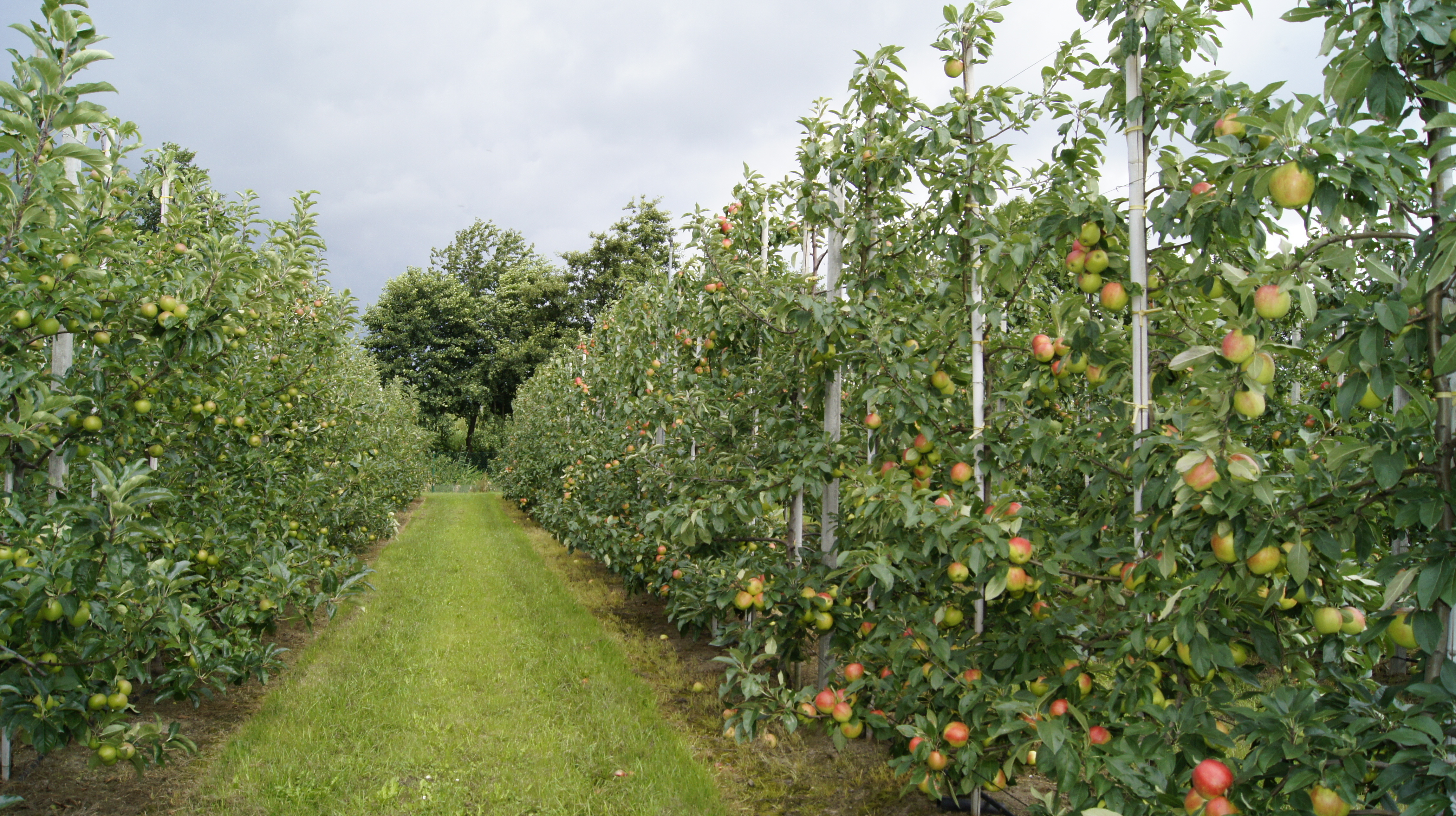 Obstbauern sollten auf neue Sorten setzen, damit sie nicht vom Markt abgekoppelt werden
