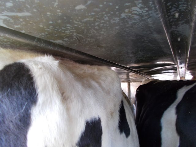Trotz 15 Zentimetern mehr Höhe hatten die Rinder mangelhafte Rückenfreiheit | Foto: Polizei
