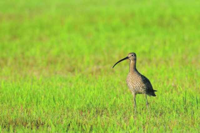 Mit EU-Fördermitteln soll für Vogelarten wie dem Großen Brachvogel Lebensraum in der Lüneburger Heide geschaffen werden | Foto: NSG Recker Moor