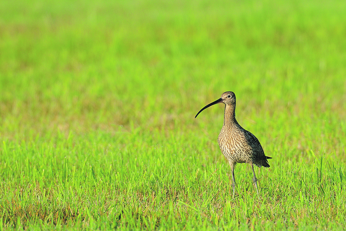 Mit EU-Fördermitteln soll für Vogelarten wie dem Großen Brachvogel Lebensraum in der Lüneburger Heide geschaffen werden