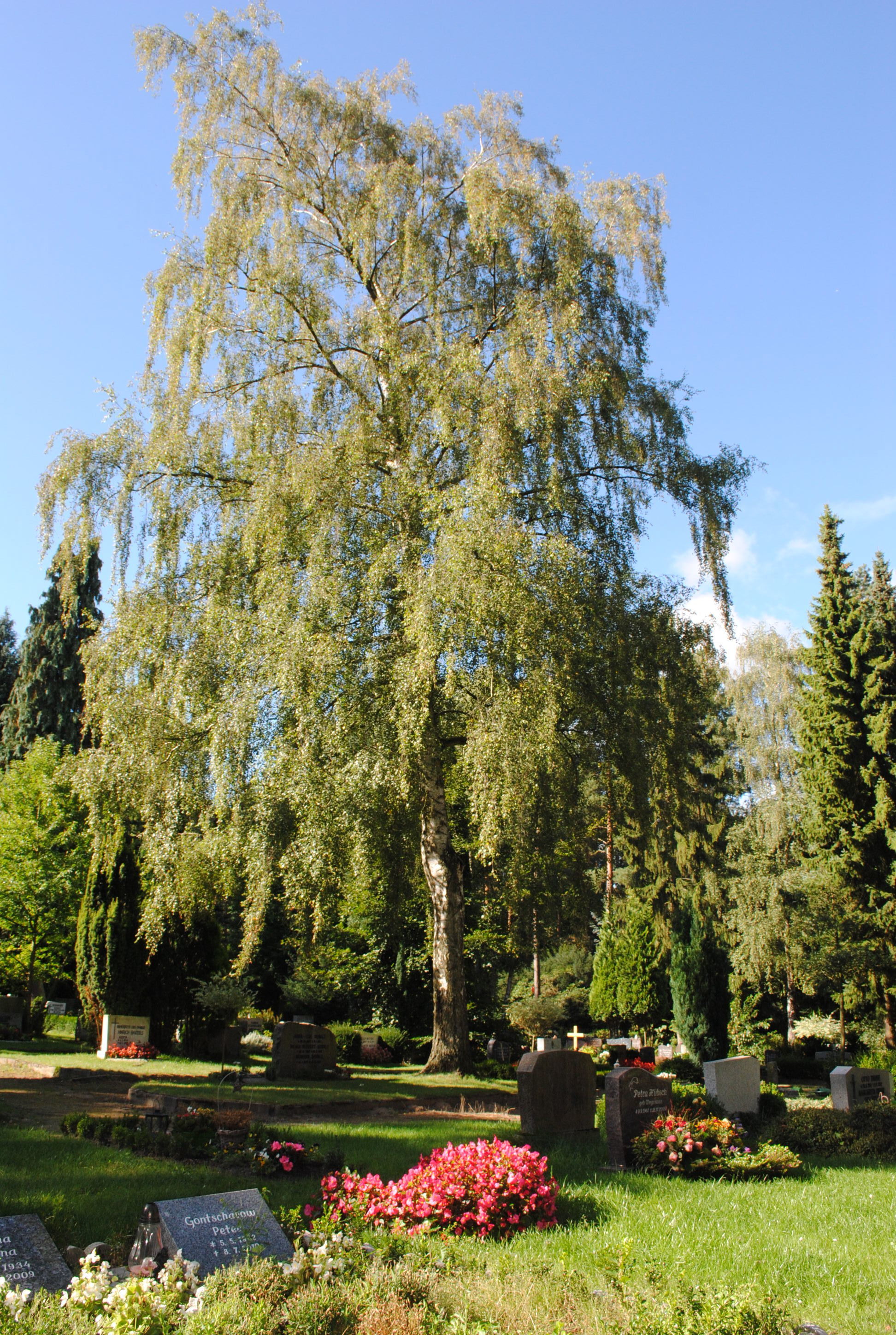 Der Waldfriedhof: 27 Grabstellen werden bald zwangsgeräumt