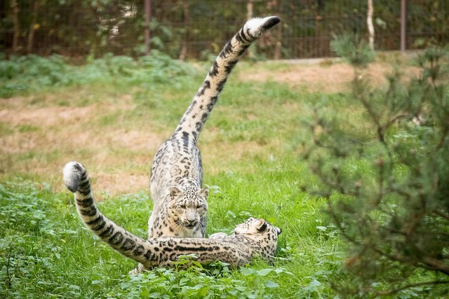 Frühlingsgefühle bei den Schneeleoparden im Wildpark | Foto: Wildpark/Thomas Ix