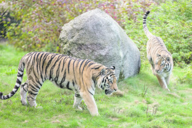 Katz- und Maus-Spiel bei den sibirischen Tigern "Alex" (links) und "Ronja" | Foto: Wildpark/Thomas Ix