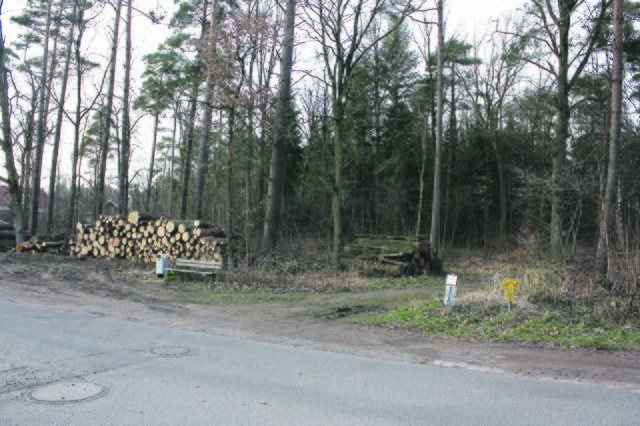 In diesem Waldstück am "Weg zur Mühle" sollen bis zu 20 Wohneinheiten entstehen