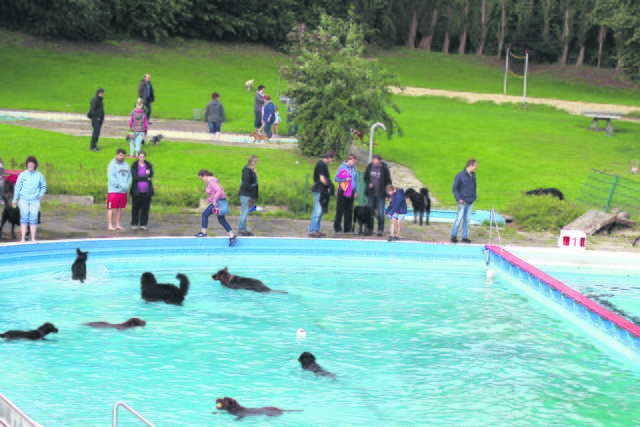 Das Hundeschwimmen in Horneburg (Kreis Stade) war 2015 bestens besucht