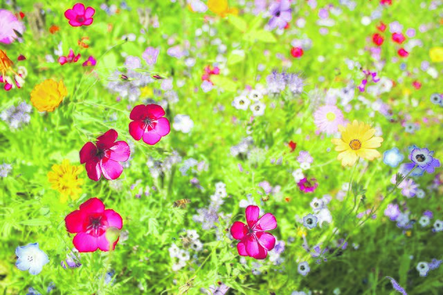 So sollen die blühenden Mannschaften einmal aussehen | Foto: Carsten Weede